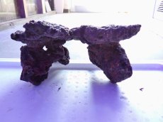 画像3: No.15 ライブロック　2個セット　海藻など付き　約3ｋｇ (3)