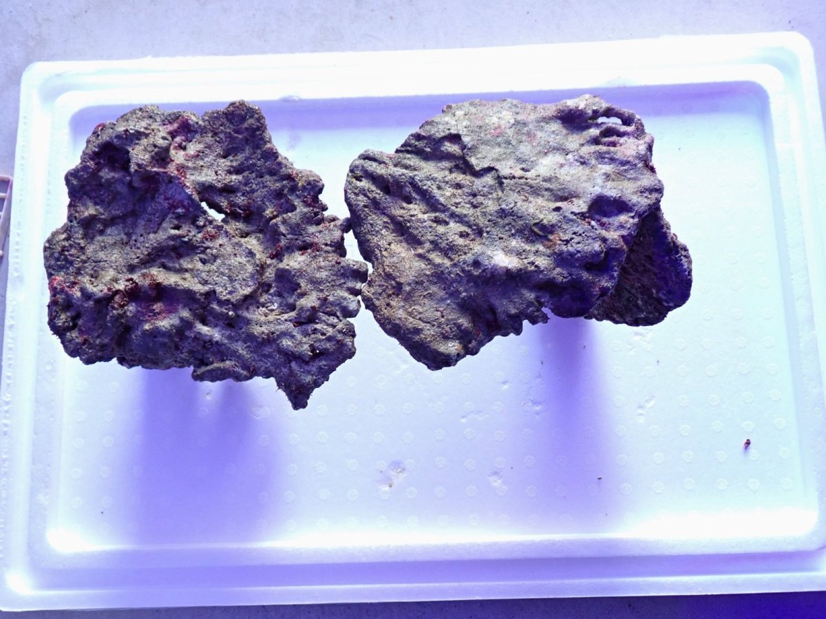 画像2: No.17 ライブロック　2個セット　海藻など付き　約2.3ｋｇ (2)