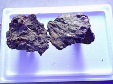 画像2: No.17 ライブロック　2個セット　海藻など付き　約2.3ｋｇ (2)