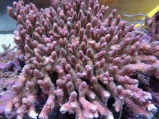 画像3: No.7 ハイマツミドリイシ (3)