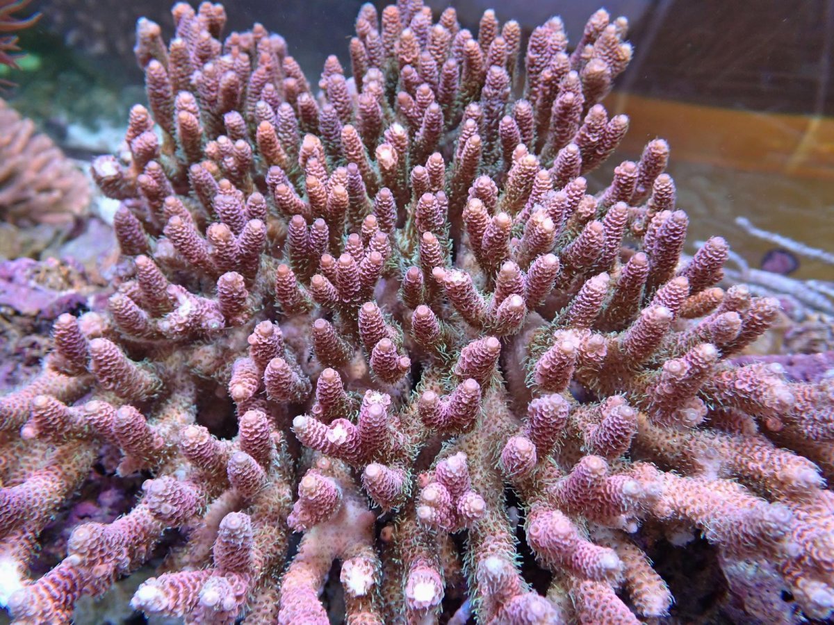 画像4: No.7 ハイマツミドリイシ (4)