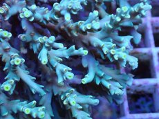 画像4: No.157 スペシオーサ　　【入荷個数が少ないです！】 (4)