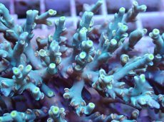 画像3: No.157 スペシオーサ　　【入荷個数が少ないです！】 (3)