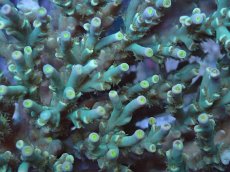 画像5: No.161 スペシオーサ　　【入荷個数が少ないです！】 (5)