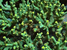 画像8: No.157 スペシオーサ　　【入荷個数が少ないです！】 (8)