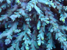 画像5: No.157 スペシオーサ　　【入荷個数が少ないです！】 (5)