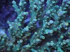 画像4: No.161 スペシオーサ　　【入荷個数が少ないです！】 (4)