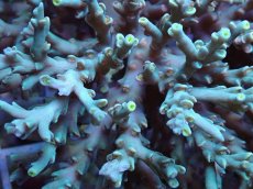 画像6: No.157 スペシオーサ　　【入荷個数が少ないです！】 (6)