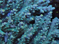 画像3: No.161 スペシオーサ　　【入荷個数が少ないです！】 (3)