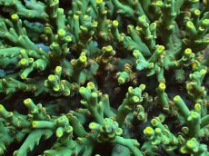 画像7: No.157 スペシオーサ　　【入荷個数が少ないです！】 (7)