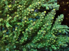 画像7: No.161 スペシオーサ　　【入荷個数が少ないです！】 (7)