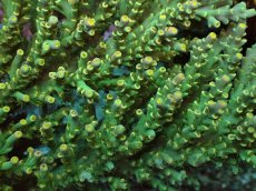 画像6: No.161 スペシオーサ　　【入荷個数が少ないです！】 (6)