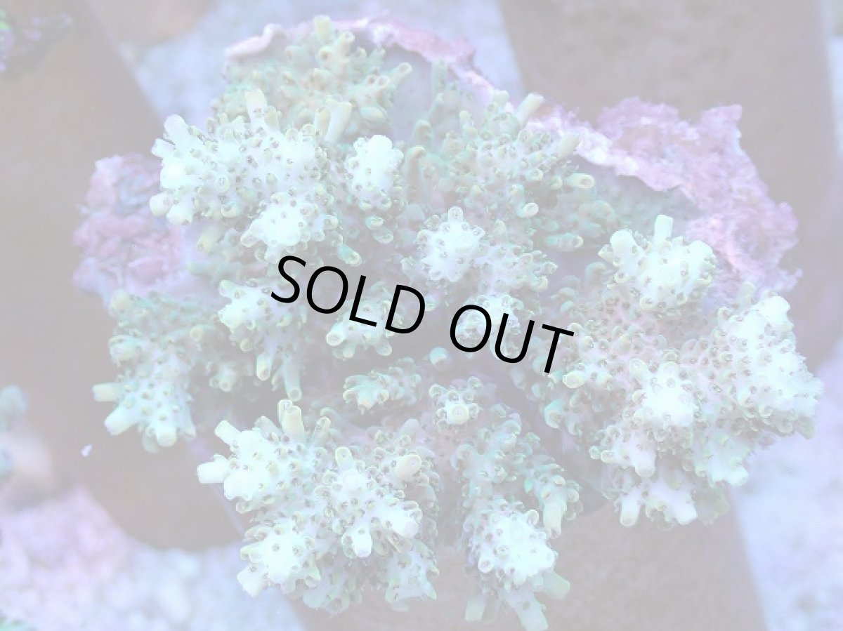 画像1: No.2 ハタゴイソギンチャク　メタリックグリーン (1)