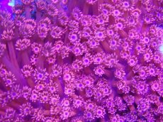 画像3: No.1 超巨大ハナガササンゴ　ブルーコア　レッド　BIGサイズ　　【迫力ある大きめサイズ！】 (3)