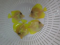 画像1: 大特価！　キイロハギ (1)