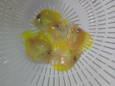 画像2: 大特価！　キイロハギ (2)