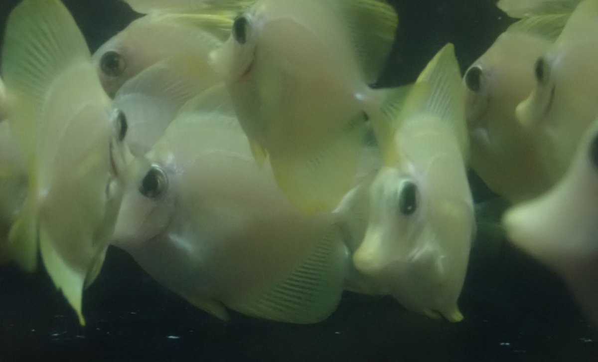 画像1: 大特価！　キイロハギ　★ブリード個体たちです★ (1)