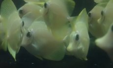 画像1: 大特価！　キイロハギ　★ブリード個体たちです★ (1)