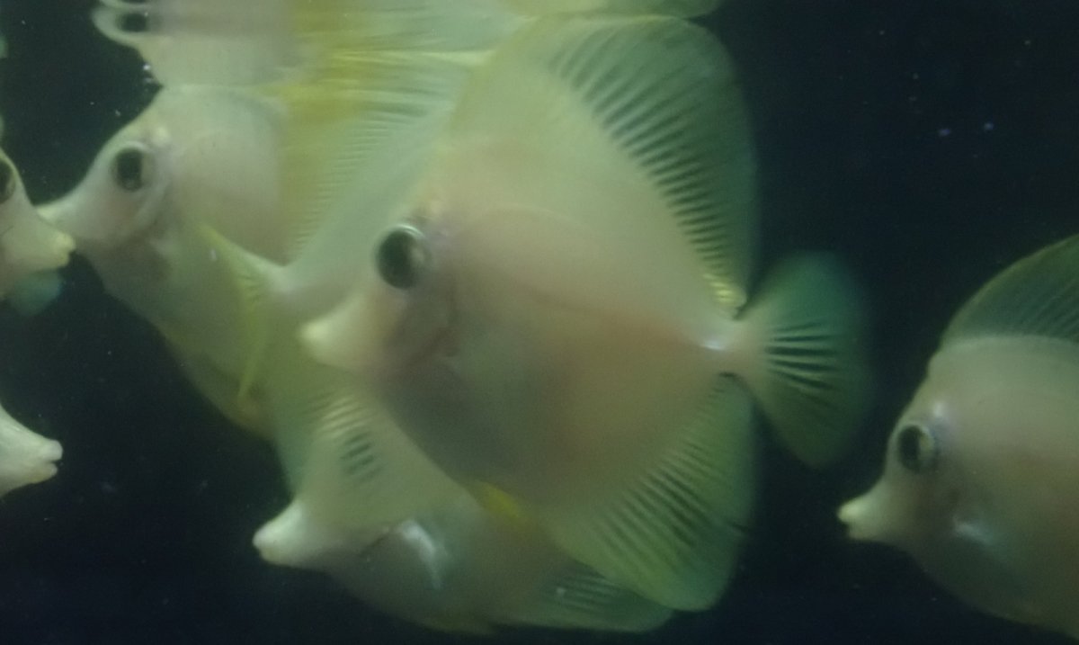 画像6: 大特価！　キイロハギ　★ブリード個体たちです★ (6)