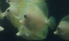 画像6: 大特価！　キイロハギ　★ブリード個体たちです★ (6)