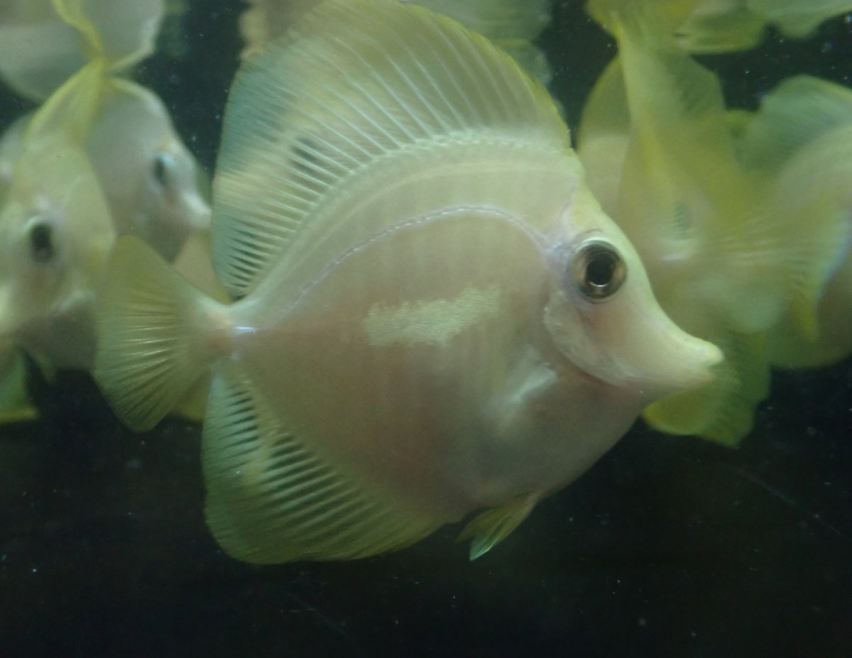 画像3: 大特価！　キイロハギ　★ブリード個体たちです★ (3)