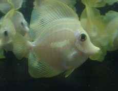 画像3: 大特価！　キイロハギ　★ブリード個体たちです★ (3)