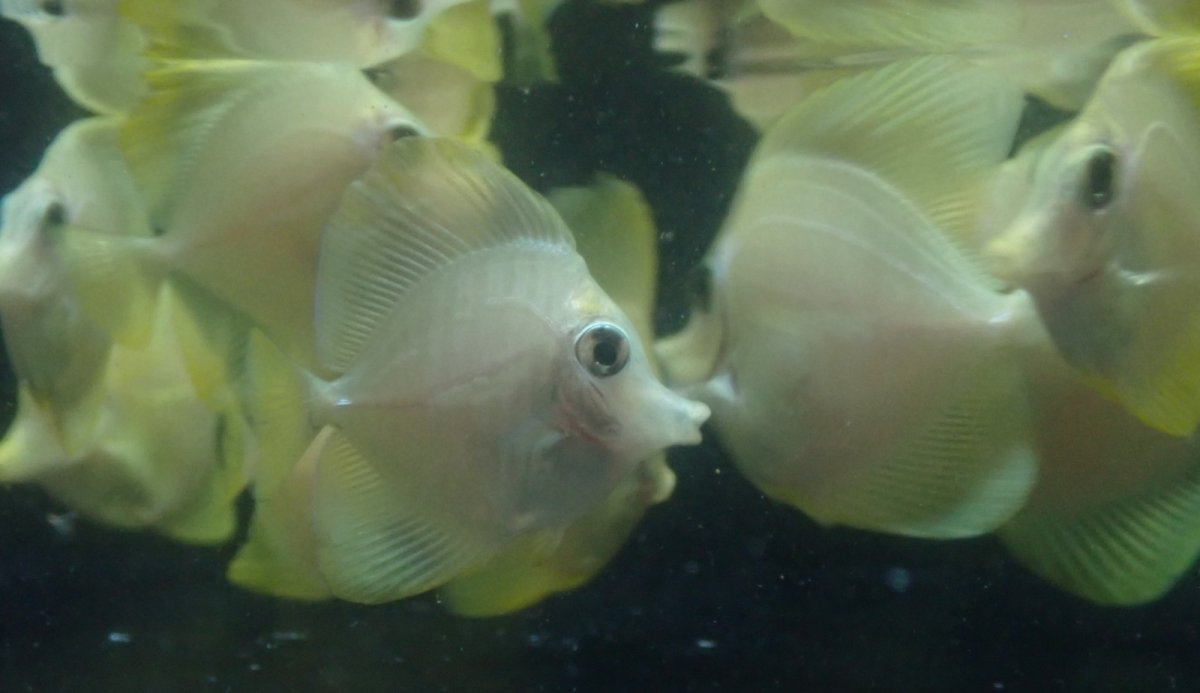 画像2: 大特価！　キイロハギ　★ブリード個体たちです★ (2)