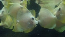 画像2: 大特価！　キイロハギ　★ブリード個体たちです★ (2)