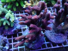 画像4: ブリードミドリイシ セット (4)