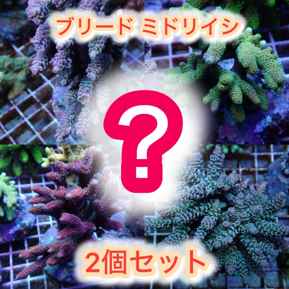 画像1: ブリードミドリイシ セット (1)