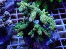 画像2: ブリードミドリイシ セット (2)