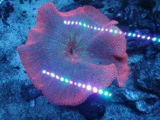 画像1: No.1 イボハタゴイソギンチャク　メタリックレッド (1)