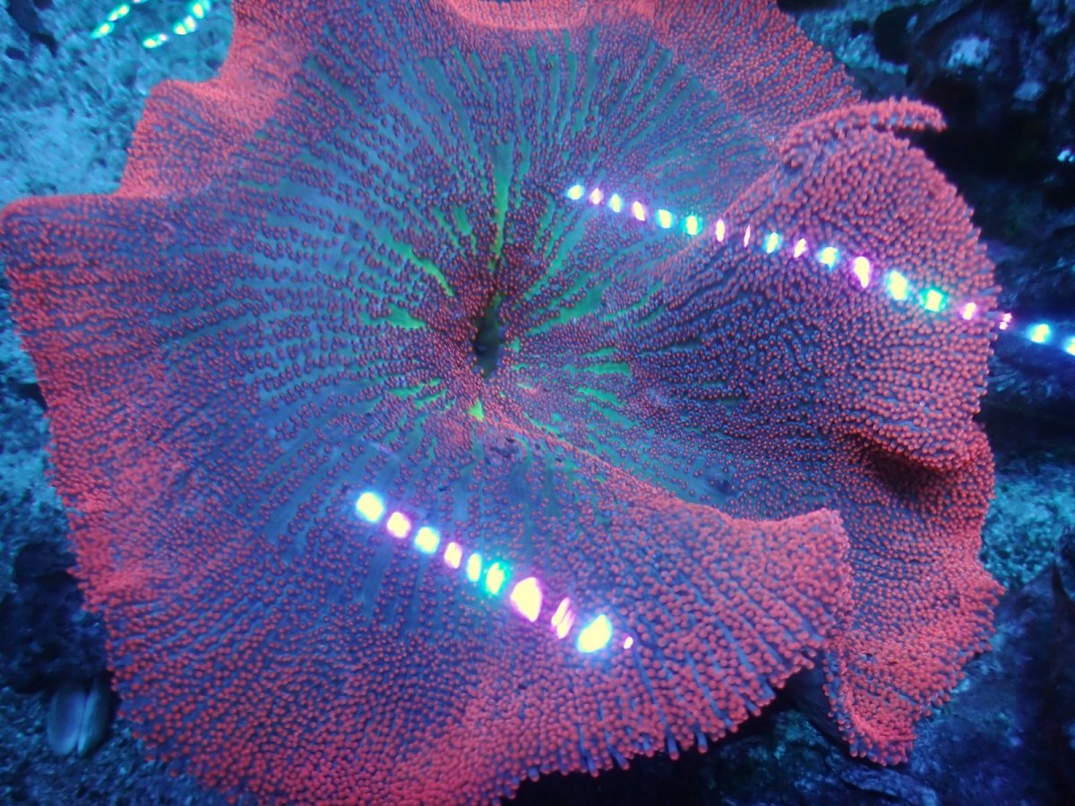 画像2: No.1 イボハタゴイソギンチャク　メタリックレッド (2)