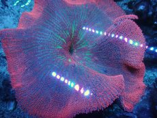 画像2: No.1 イボハタゴイソギンチャク　メタリックレッド (2)