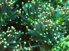 画像3: No.9 ブラックトーチ　ジョーカー  １ヘッド付き １個　　【人気No.1】 (3)