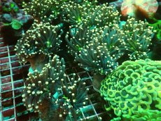 画像3: No.10 ブラックトーチ　ジョーカー ２ヘッド付き １個　　【人気No.1】 (3)