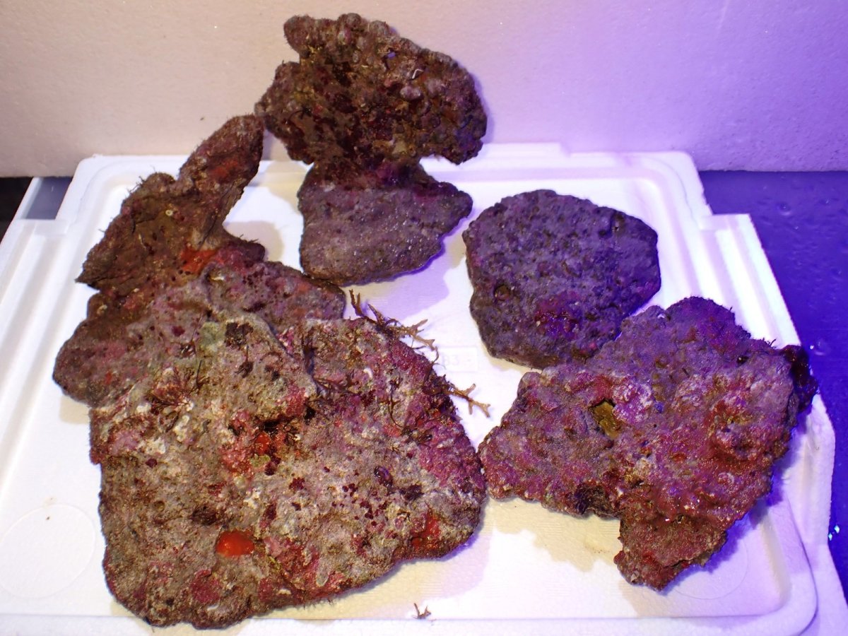 画像2: No.1 ライブロック　約１.5ｋｇ (2)