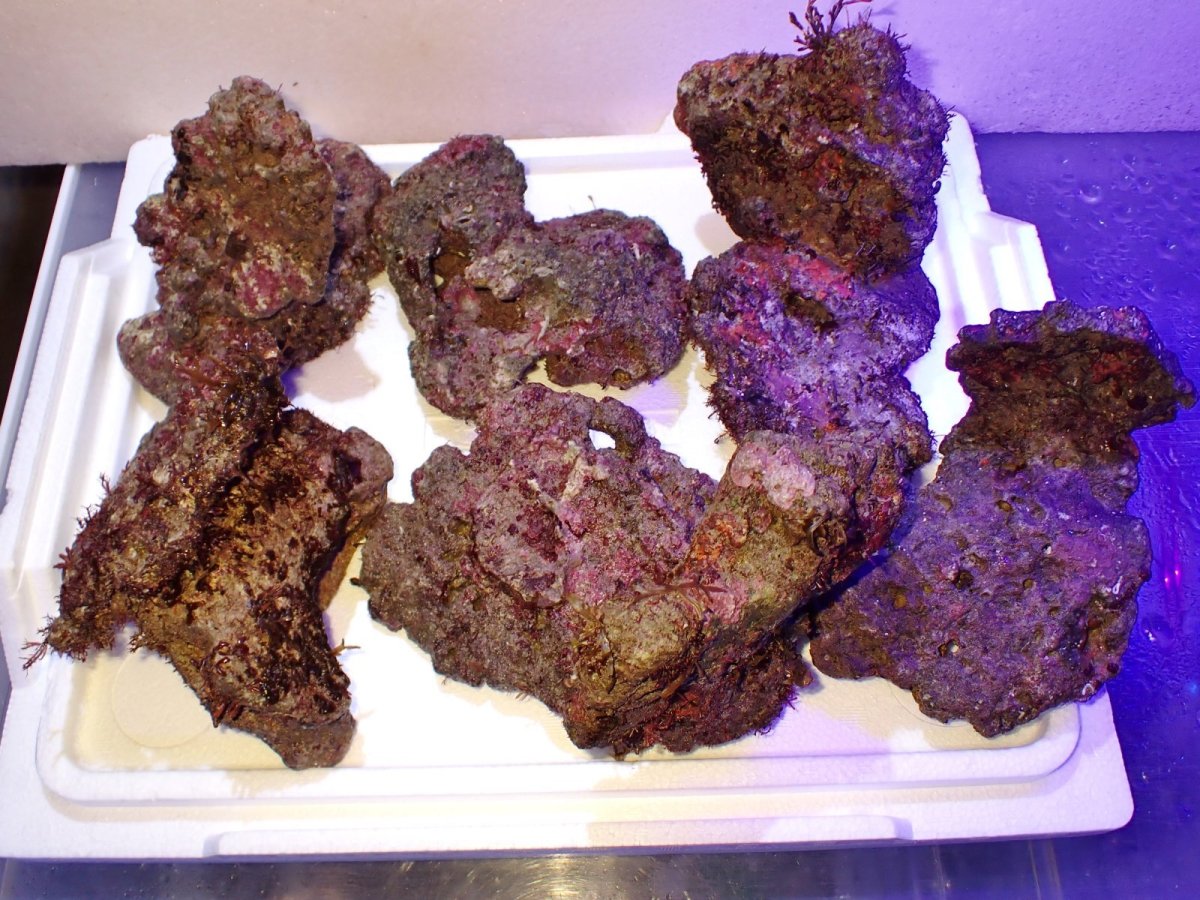 画像1: No.1 ライブロック　約１.5ｋｇ (1)