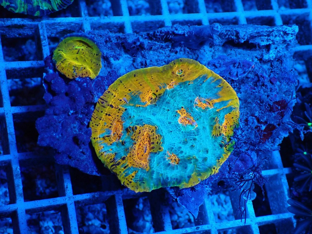 画像1: No.1 キッカサンゴ ゴールド＆ブルー (1)