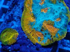 画像2: No.1 キッカサンゴ ゴールド＆ブルー (2)
