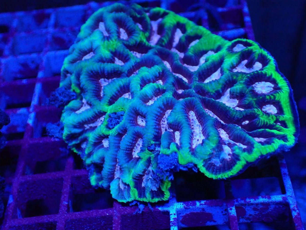 画像1: No.1 激レア　キクメイシsp　ピンクコア (1)