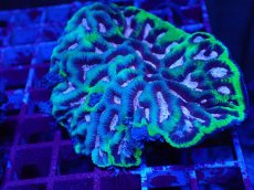 画像1: No.1 激レア　キクメイシsp　ピンクコア (1)