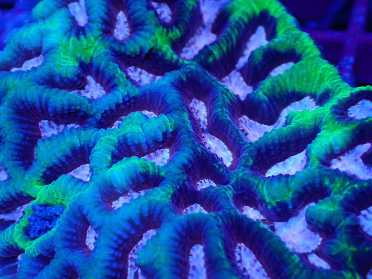 画像2: No.1 激レア　キクメイシsp　ピンクコア (2)