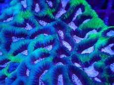 画像2: No.1 激レア　キクメイシsp　ピンクコア (2)