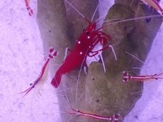 画像1: No.2 ホワイトソックス　MLサイズ　一匹 (1)