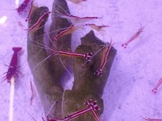 画像1: No.1 スカンクシュリンプ　Sサイズ　一匹 (1)