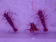 画像1: No.1 ホワイトソックス　SMサイズ　一匹 (1)