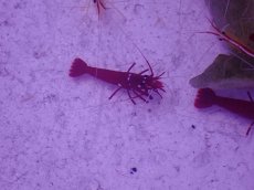 画像2: No.1 ホワイトソックス　SMサイズ　一匹 (2)