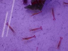 画像2: No.1 スカンクシュリンプ　Sサイズ　一匹 (2)