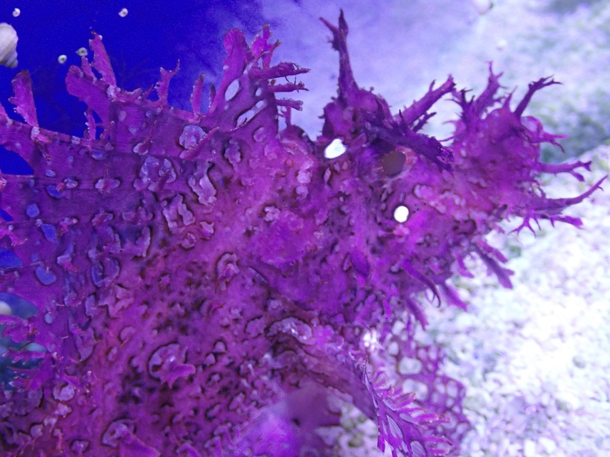 画像2: No.3 スリランカ産 ボロカサゴ　パープル (2)